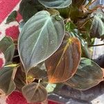 Philodendron melanochrysum Leaf