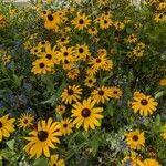 Rudbeckia fulgidaBlomst