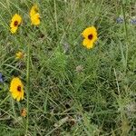 Thelesperma megapotamicum Flor