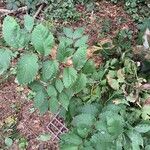 Ulmus americanaLeht