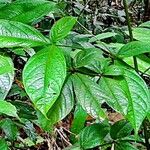 Cordia nodosa Blatt