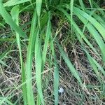 Allium tuberosum Leht