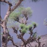 Faidherbia albida Blatt