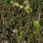 Linaria × sepium Habitus