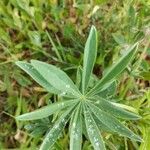 Lupinus luteus Foglia