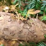 Taxus brevifolia Casca