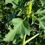 Datura ferox Ліст