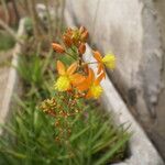 Bulbine frutescens Blüte