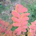 Sorbus domestica Liść