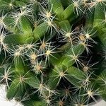 Trichodiadema densum ഇല