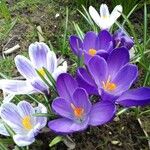 Crocus corsicus Flower