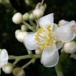 Saurauia yasicae Flor