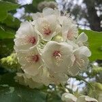 Dombeya borraginea Flower