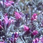 Echium angustifolium Кветка