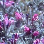 Echium angustifolium Blüte