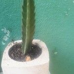 Stapelia gigantea List