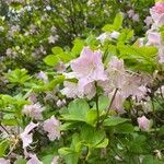Rhododendron schlippenbachii Cvet