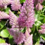 Ptilotus extenuatus Flor