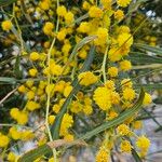 Acacia pycnantha 花