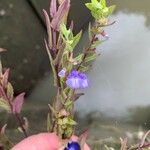 Scutellaria galericulataFleur