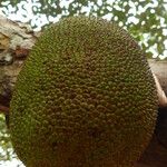 Artocarpus heterophyllusGyümölcs