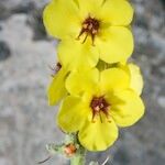 Verbascum rotundifolium Květ