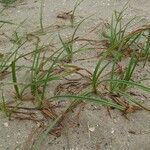 Carex arenaria 葉