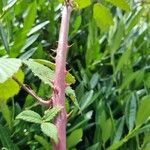 Rubus discolor Lubje