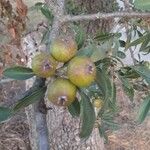 Pyrus spinosa Fruit