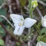 Ponthieva mandonii Blomma