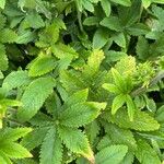 Potentilla thurberi Leaf