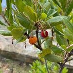 Arbutus × andrachnoides Frukto