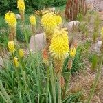 Kniphofia × praecox फूल