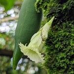 Amphitecna macrophylla Цветок