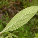 Spermacoce glabra Leaf