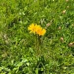 Hypochaeris unifloraFlower