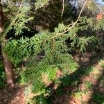 Chamaecyparis thyoides Leaf