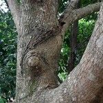 Lafoensia punicifolia Corteza