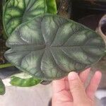 Alocasia baginda Levél