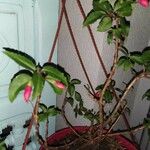 Fuchsia microphylla 花