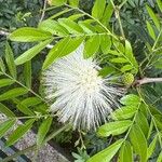 Calliandra haematocephala Flor