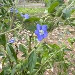 Hydrolea spinosa Flower