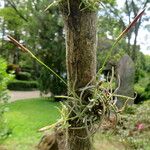 Tillandsia recurvata Habit