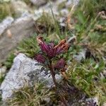 Pedicularis rostratocapitata Fruit