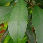 Ardisia humilis Blad