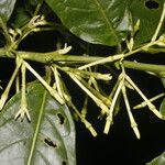 Cestrum microcalyx Flower