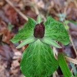 Trillium sessile 叶