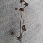 Juncus articulatus Цветок