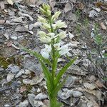 Cephalanthera longifolia Habit