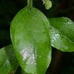 Cayaponia racemosa Leaf